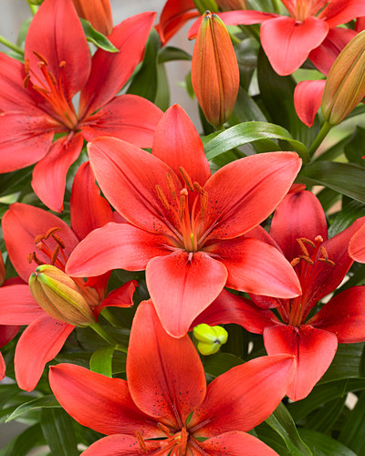 Lilium Asiatic 'Antoinette'